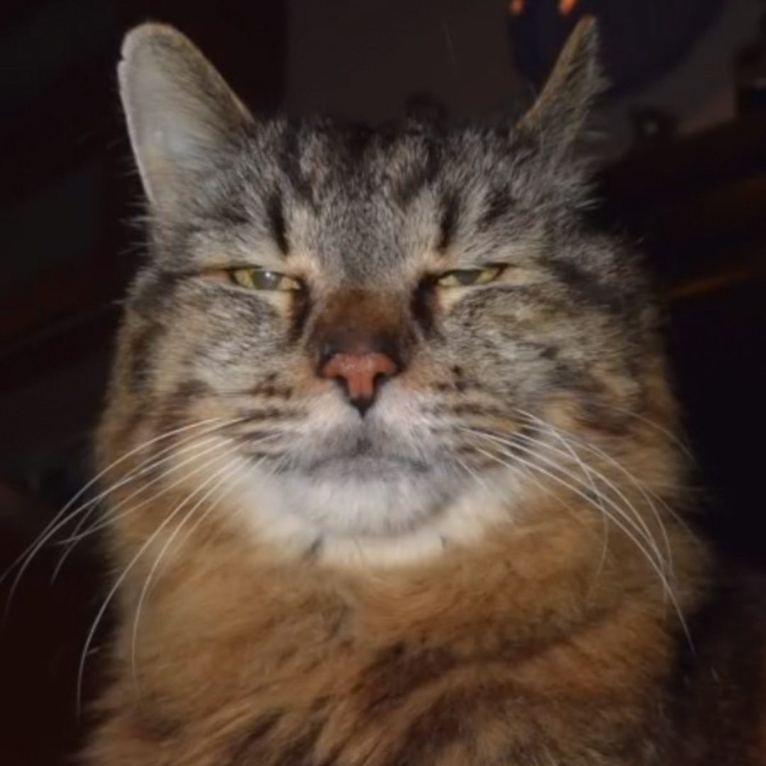 This Cat Just Broke A Guinness World Record Meet The Oldest Living This Cat Just Broke A Guinness World Record Meet The Oldest Living